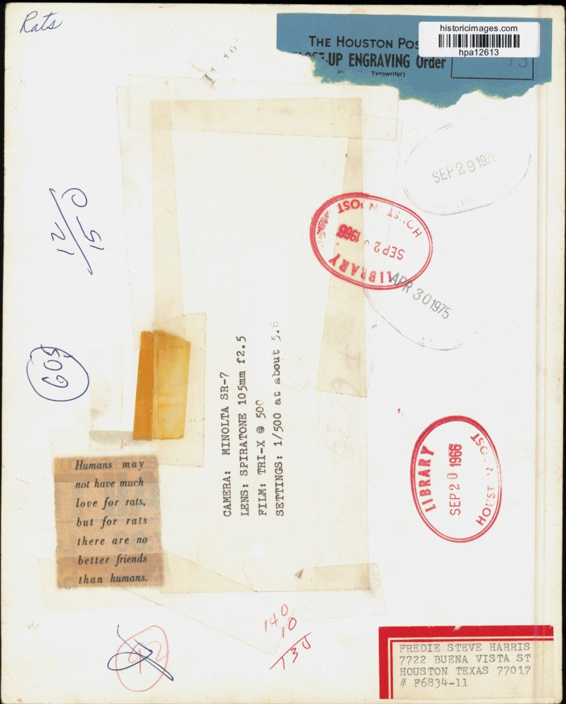 1966 Press Photo Rat photographed on a wire. - hpa12613