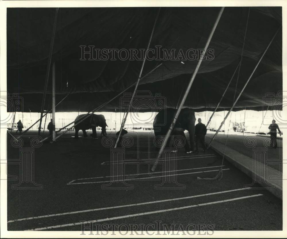 1977 Press Photo Elephants in Circus Tent with Handlers - hpa14312