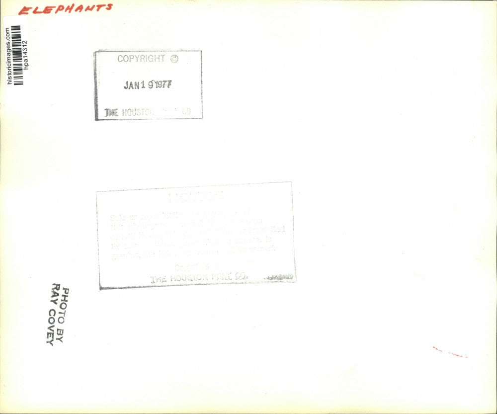 1977 Press Photo Elephants in Circus Tent with Handlers - hpa14312