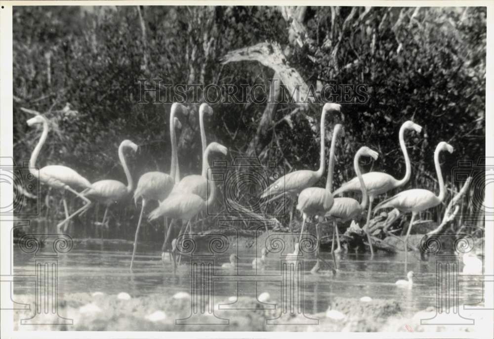 1992 Press Photo Flamingos with Young at Inagua National Park, Bahamas- Historic Images