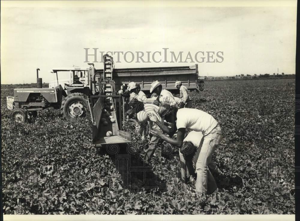 1982 Press Photo Harvest of Rocky Ford, Colorado cantaloupes. - hpa20735- Historic Images