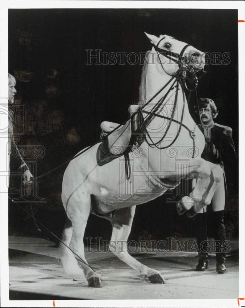 1985 Press Photo Royal Lipizzan Stallion on Hind Legs for Show at The Summit- Historic Images