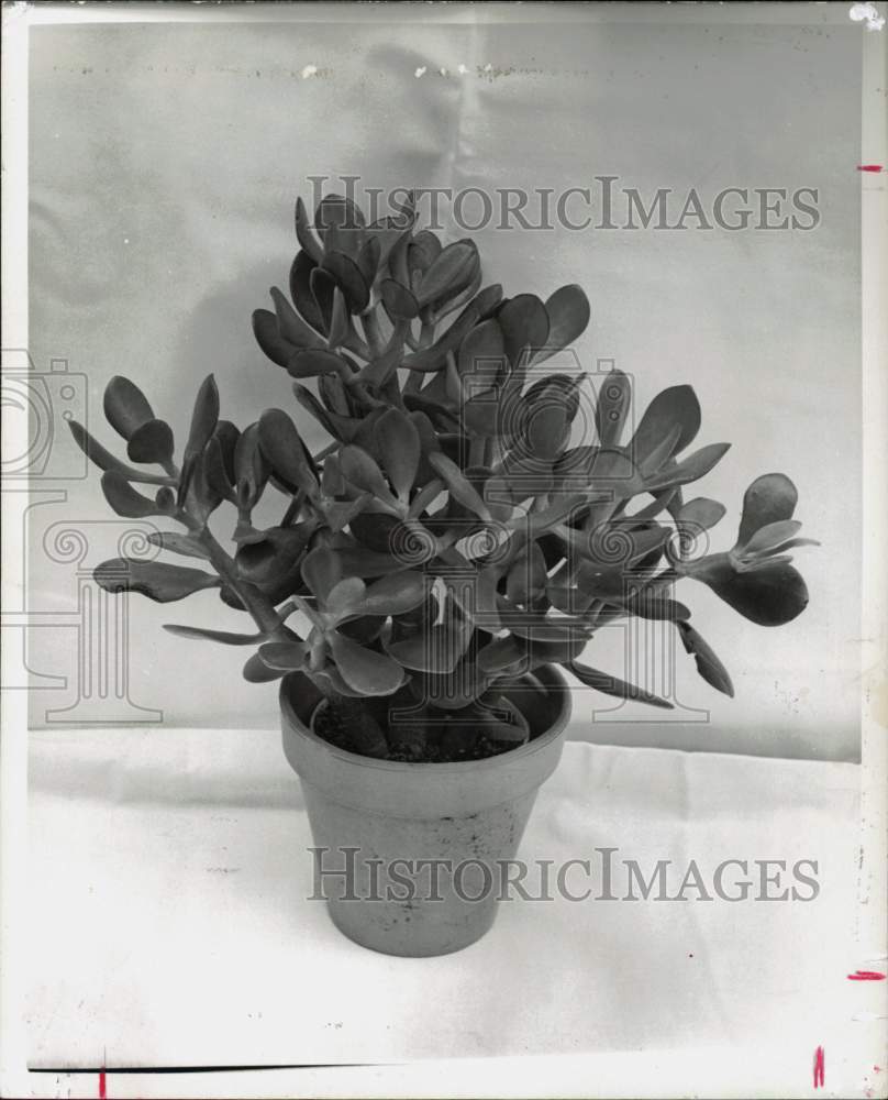 1977 Press Photo Small Potted Jade Plant - hpa39639- Historic Images