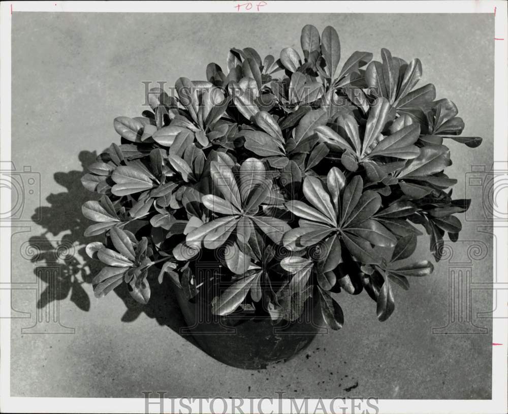 1978 Press Photo Dwarf Pittosporum Plant - hpa41798- Historic Images