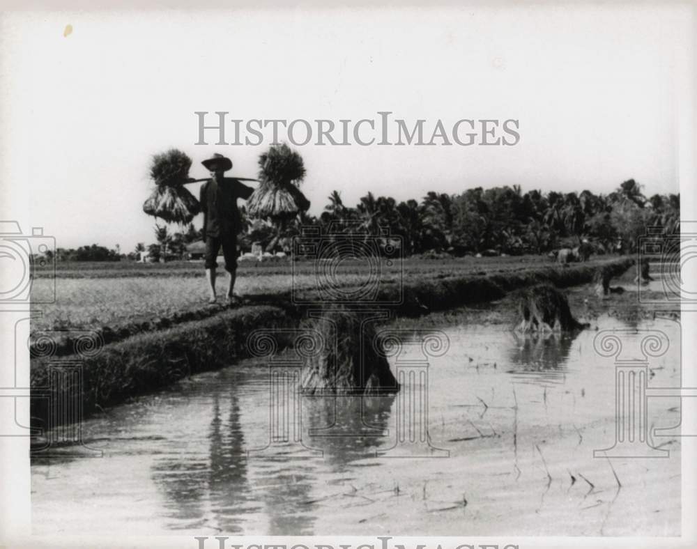 1967 Press Photo South Vietnamese farmer walks across paddy dike in Mekong Delta