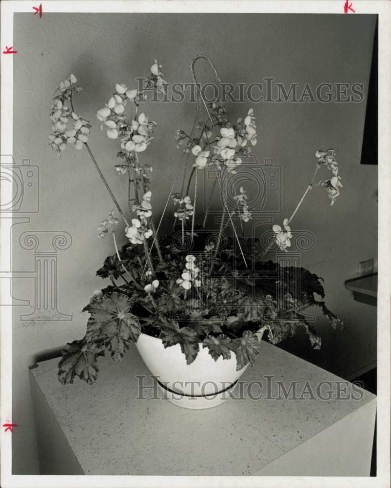 1973 Press Photo Begonia Cleopatra in Hanging Plant Basket. - hpa56527
