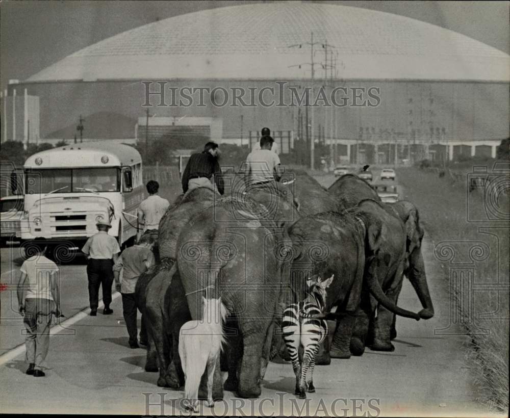 1969 Press Photo Ringling Bros. elephants and other animals led to dome.- Historic Images