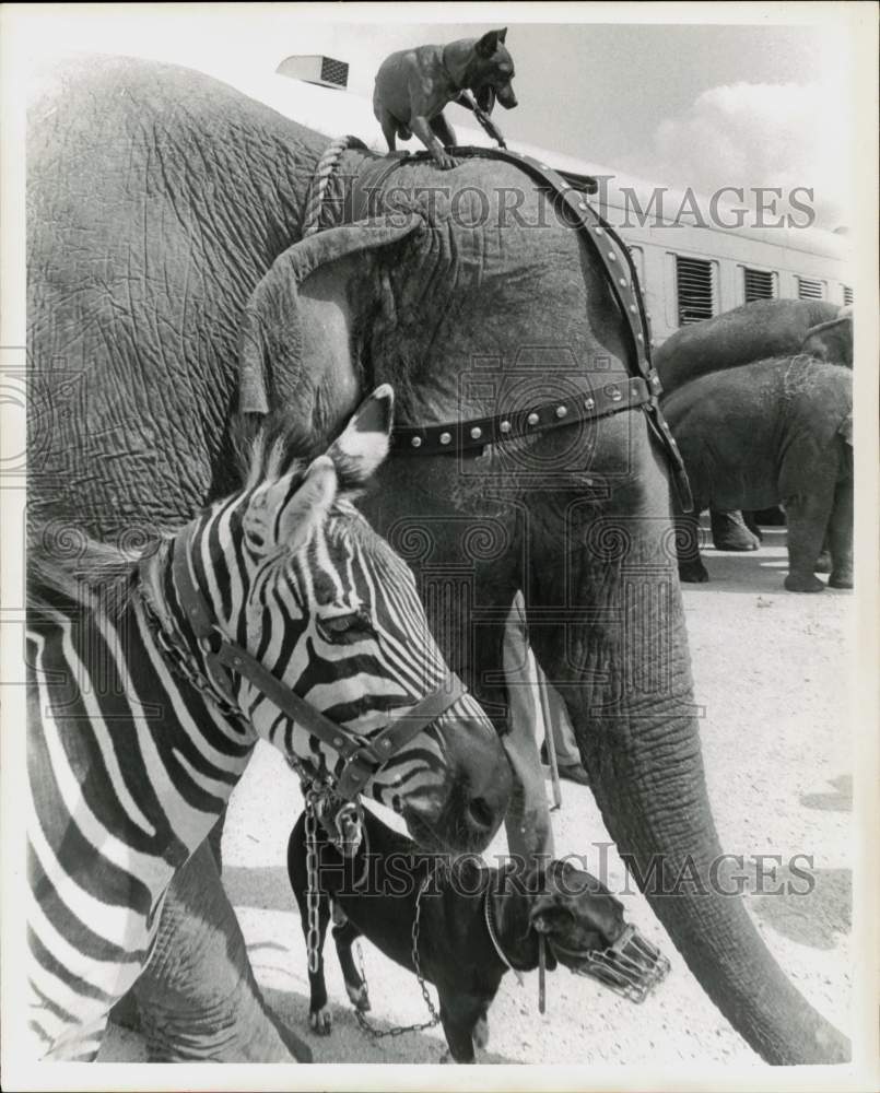 1965 Press Photo Ringling Bros. Circus&#39; dogs, zebra and elephant. - hpa62740- Historic Images