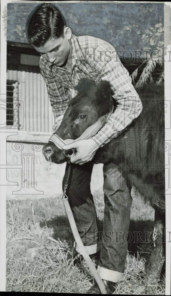 1958 Press Photo Donald Johnson with his calf in Houston - hpa84687- Historic Images