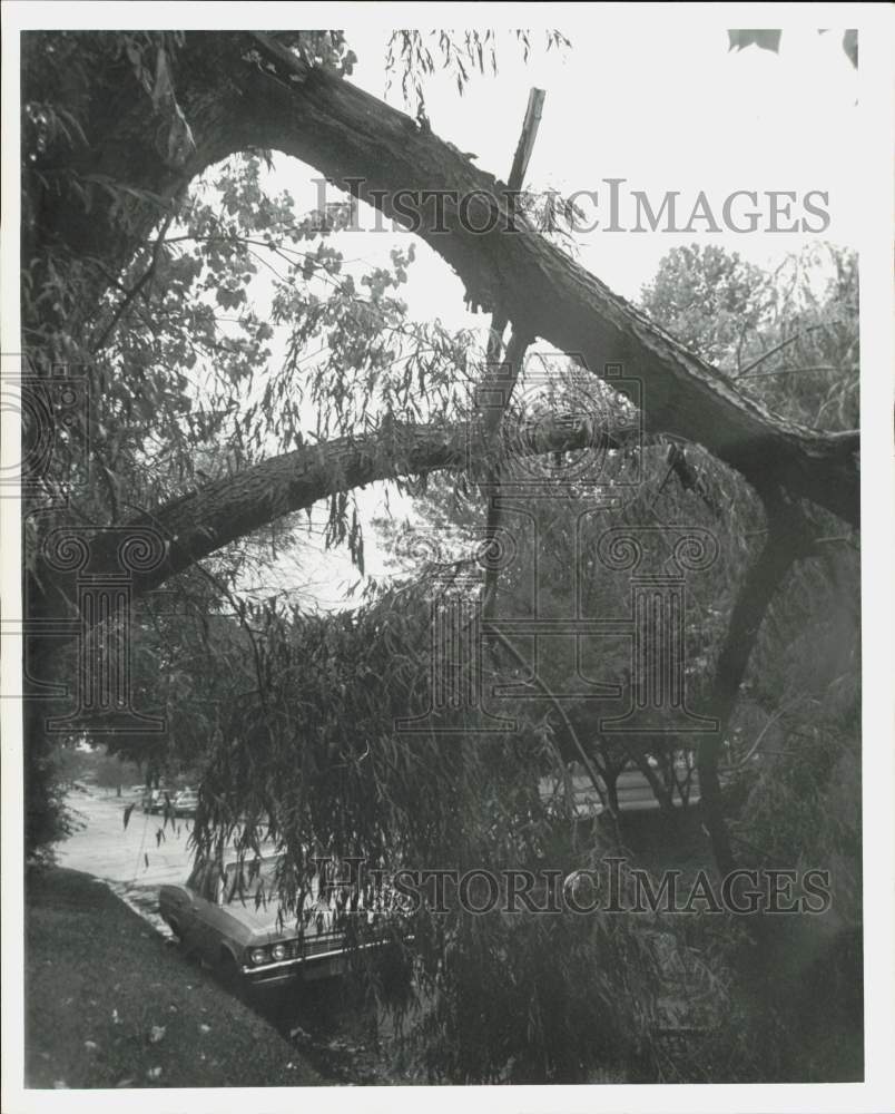 1974 Press Photo Tree Downed by Lightning during Tornado, Houston, Texas- Historic Images