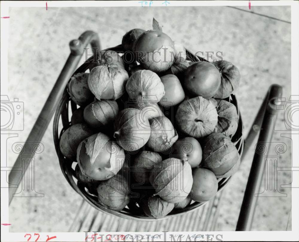 1977 Press Photo Basket of Tomatillos (Husk Tomatoes), Vegetables - hpa89580- Historic Images