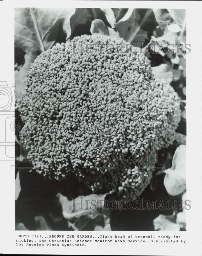 Press Photo Head of Broccoli - hpa89590- Historic Images