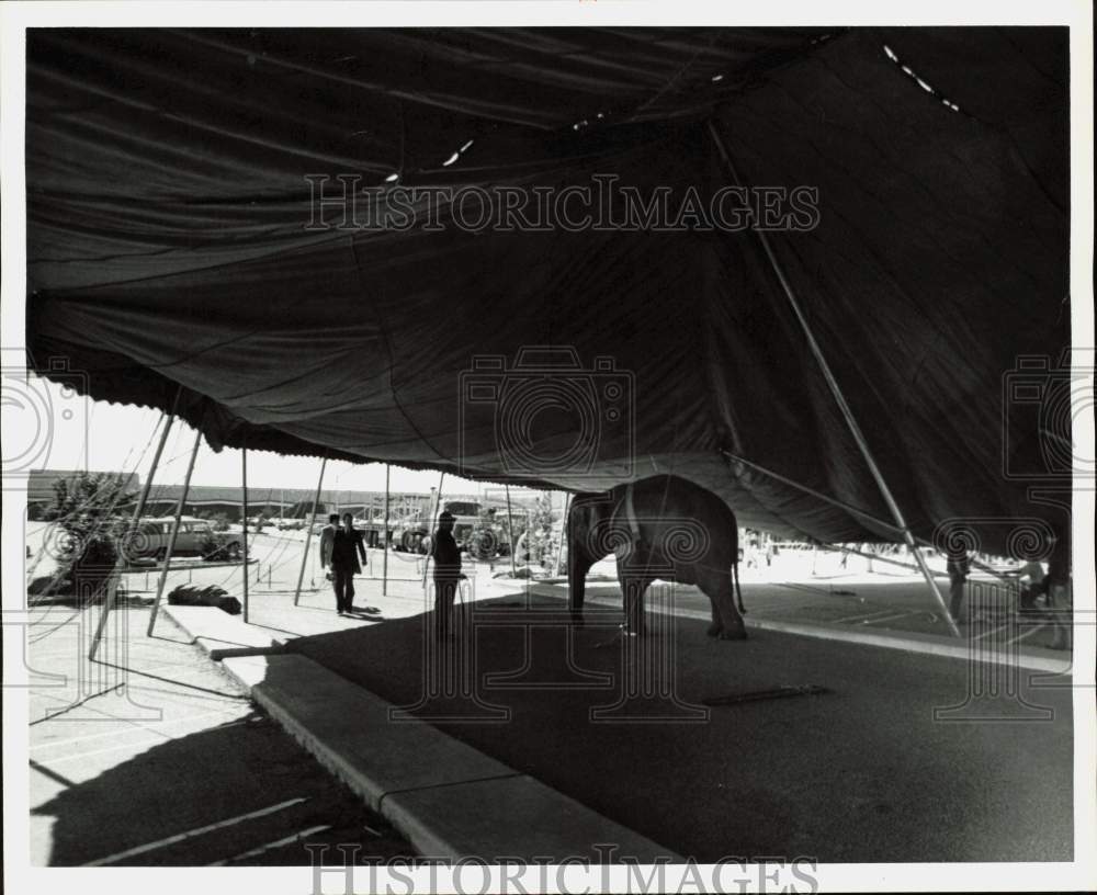 1977 Press Photo Elephant in Circus Vargas Tent - hpa89905- Historic Images