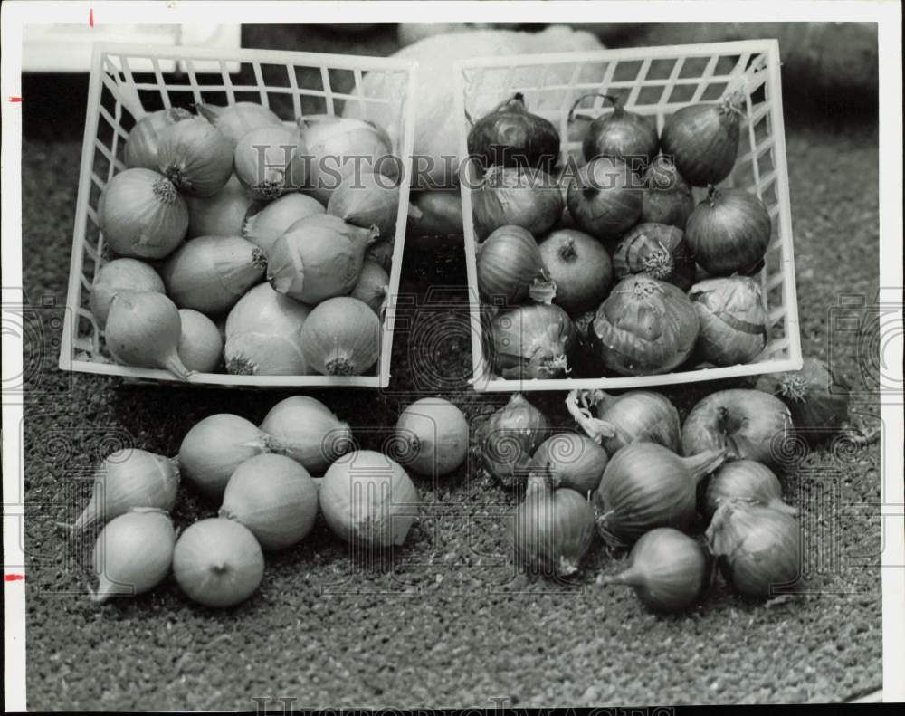 1977 Press Photo Onions on Display, Vegetables - hpa90238- Historic Images