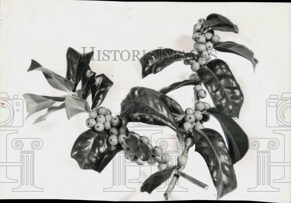 1964 Press Photo Holly bush twig with berries. - hpa90787- Historic Images