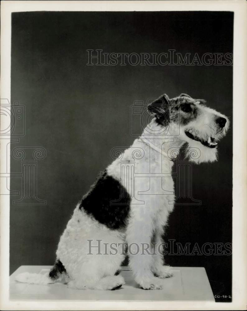 1957 Press Photo Asta, the wire haired terrier who stars on &quot;The Thin Man.&quot;- Historic Images