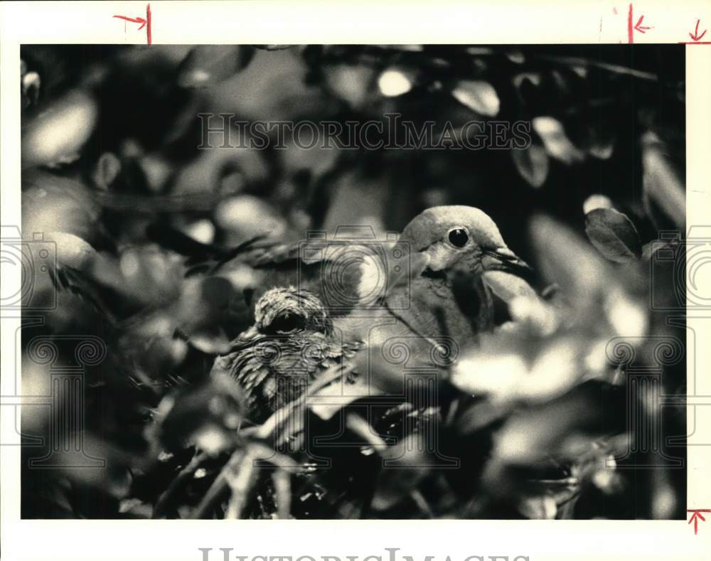 1987 Press Photo Nesting Mourning Dove with Baby in Texas - hps07205- Historic Images