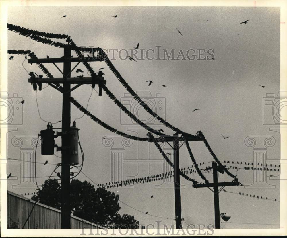 1975 Press Photo Birds congregate on Power Lines near Rice University in Texas- Historic Images