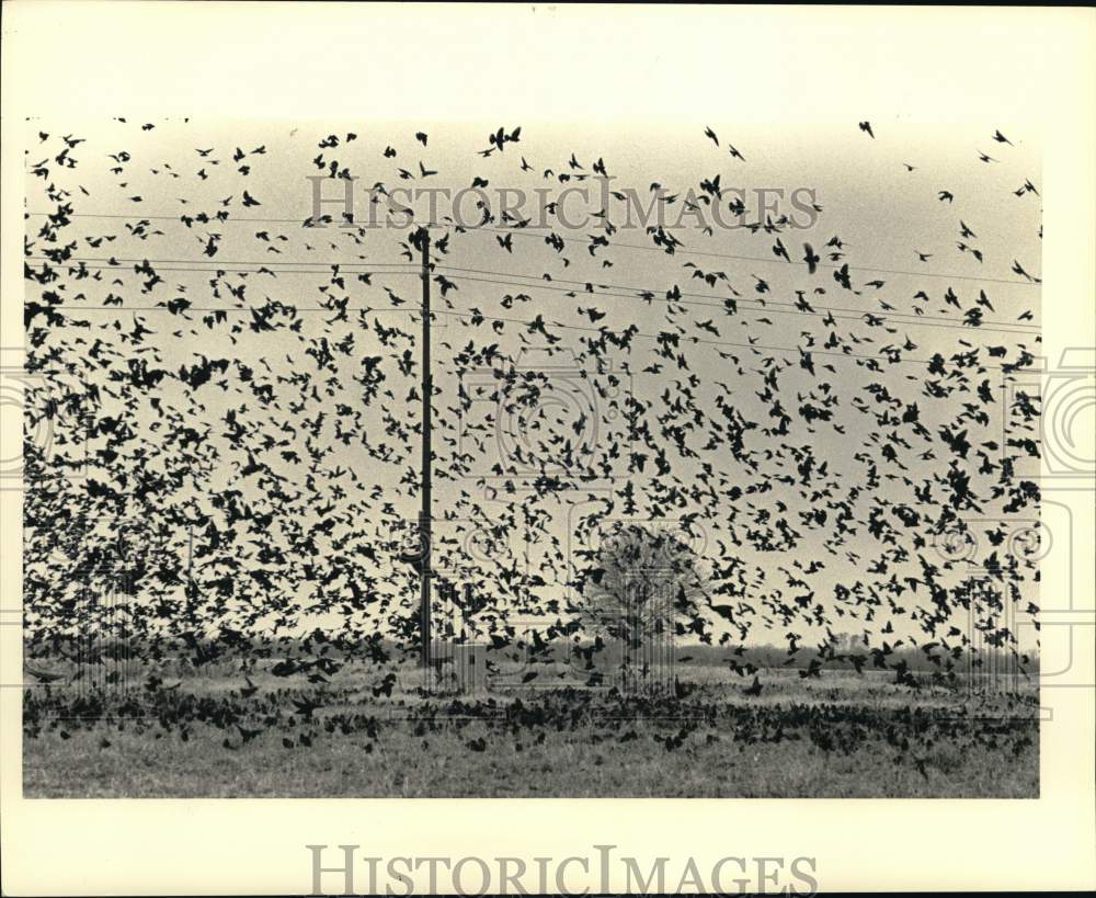 1984 Press Photo Swarm of Birds in Northglen Subdivision, West Little York- Historic Images