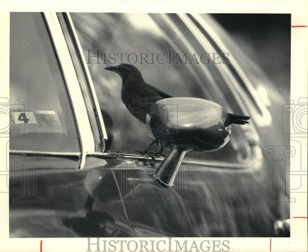 1979 Press Photo Bird on Car Window - hps07407- Historic Images