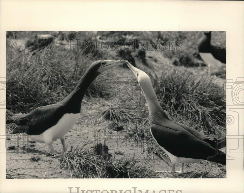 1989 Press Photo Brown Booby Birds - hps07409- Historic Images