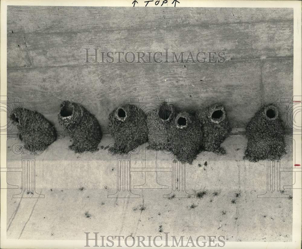 1975 Press Photo Swallow Nests under an Interstate-10 Overpass - hps07413- Historic Images