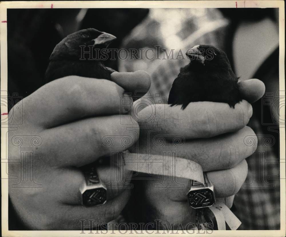 1975 Press Photo Hands hold tagged Birds - hps07414- Historic Images