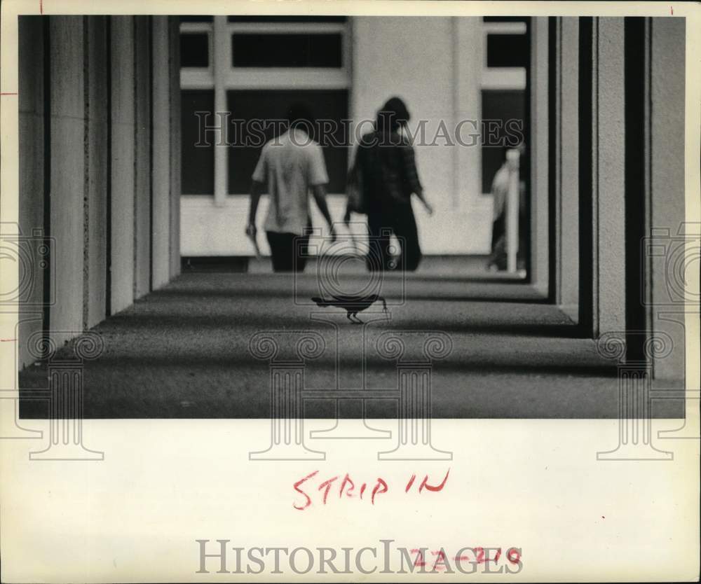 1978 Press Photo Bird eats Lizard on University of Houston Campus - hps07420- Historic Images