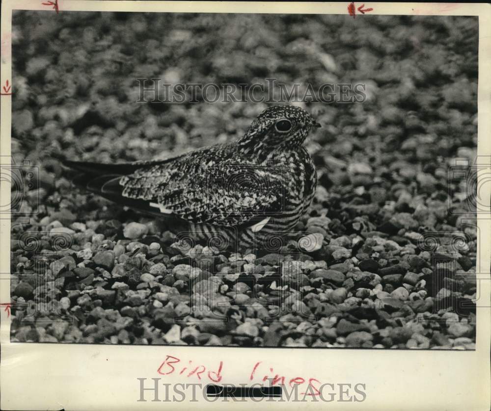 1979 Press Photo Nighthawk, also known as Chordelles Minor makes Nest on Roof- Historic Images