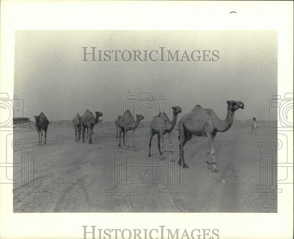 1979 Press Photo Camels led across desert in Bahrain. - hps07624- Historic Images