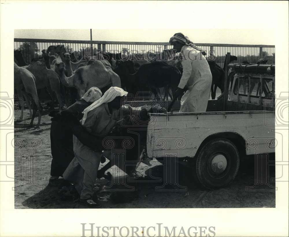 Press Photo Workers unload feed at Bahrain camel market - hps07626- Historic Images