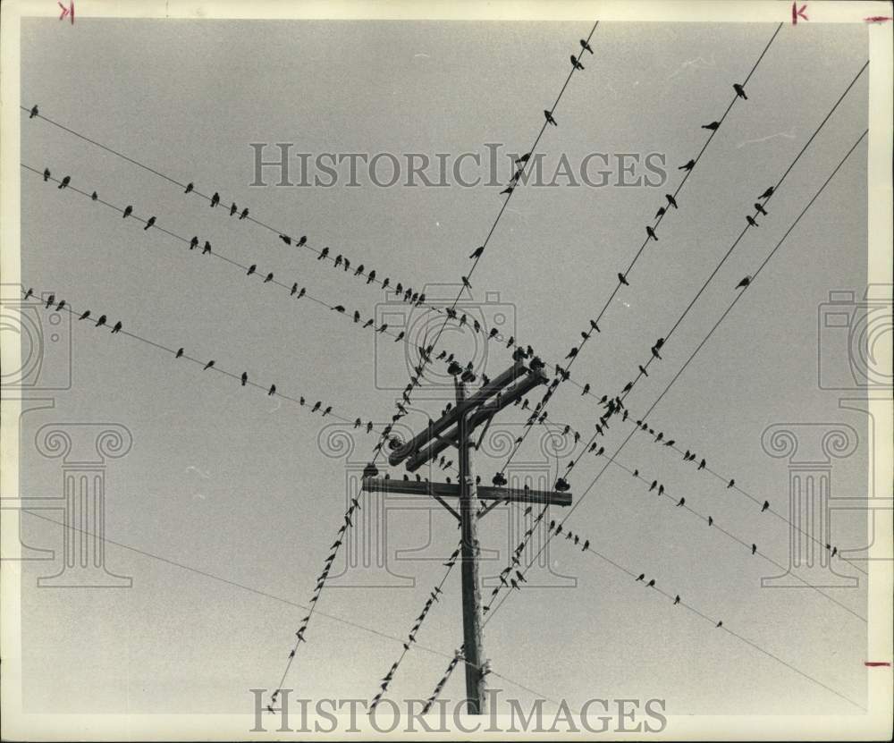 1976 Press Photo Rice birds near the salt mine at Hockley - hps07678- Historic Images