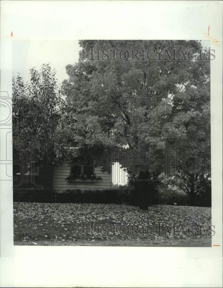 1985 Press Photo Tree Drops Leaves in Autumn - hps07744- Historic Images