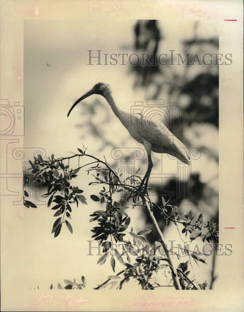 1978 Press Photo Red-Beaked Ibis in Georgia&#39;s Okefenokee Swamp - hps08456- Historic Images