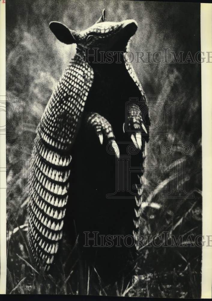 1980 Press Photo Nine-Banded Armadillo in Daytona Beach, Florida - hps08552- Historic Images