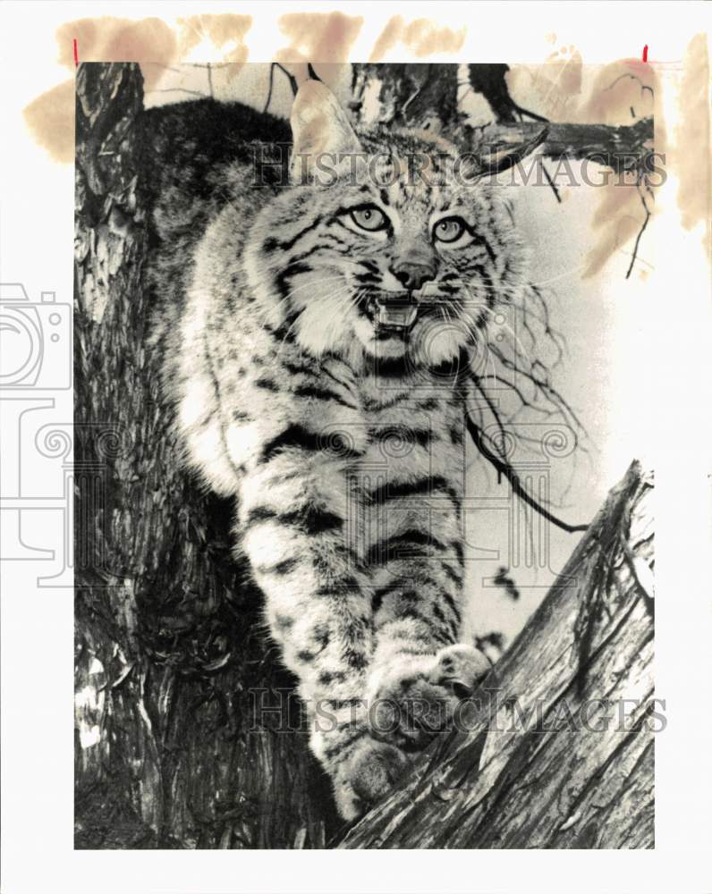 1983 Press Photo A bobcat in a tree - hps10249- Historic Images