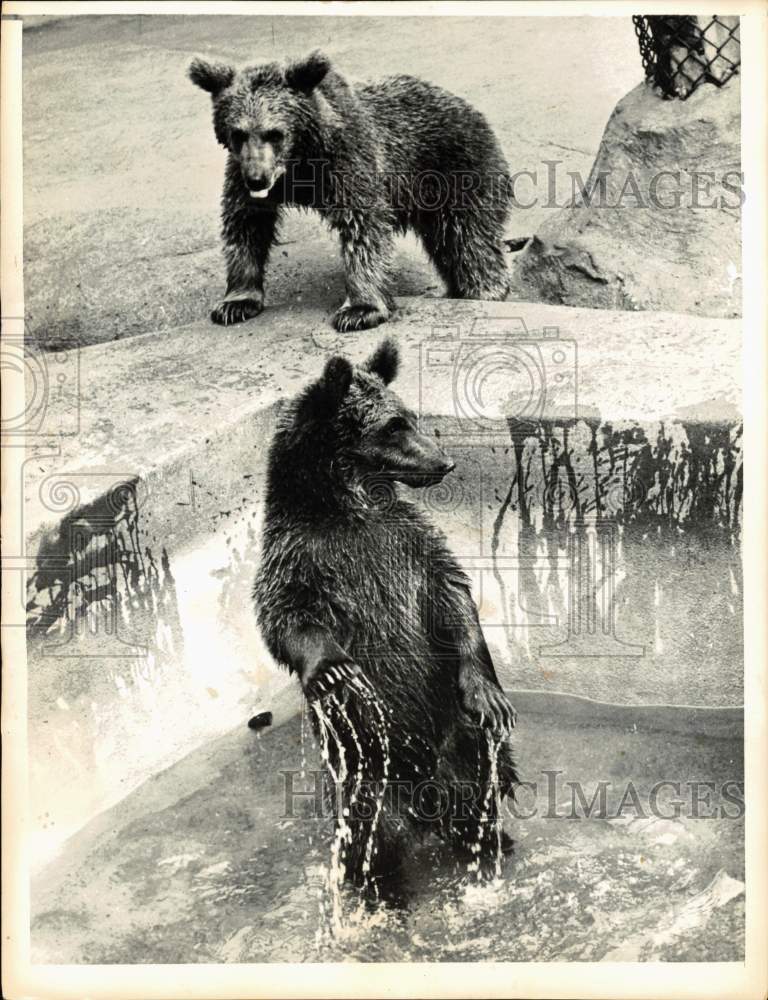 1956 Press Photo Zoo bears cool off in pool. - hps10294- Historic Images