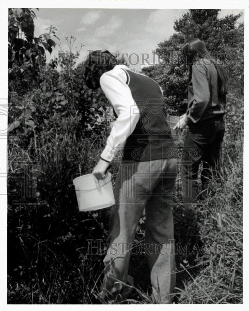 1974 Press Photo Berry pickers walk through rows of berry bushes. - hps10359- Historic Images