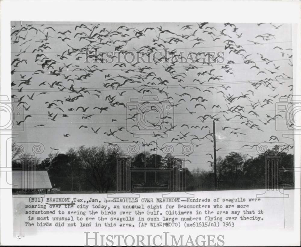 1963 Press Photo Hundreds of seagulls soar over Beaumont, Texas - hpw05347- Historic Images