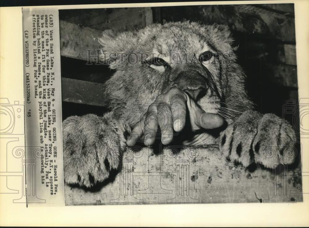 1965 Press Photo Lion cub licks Fox Game Farm owner&#39;s hand in West Sand Lake, NY- Historic Images