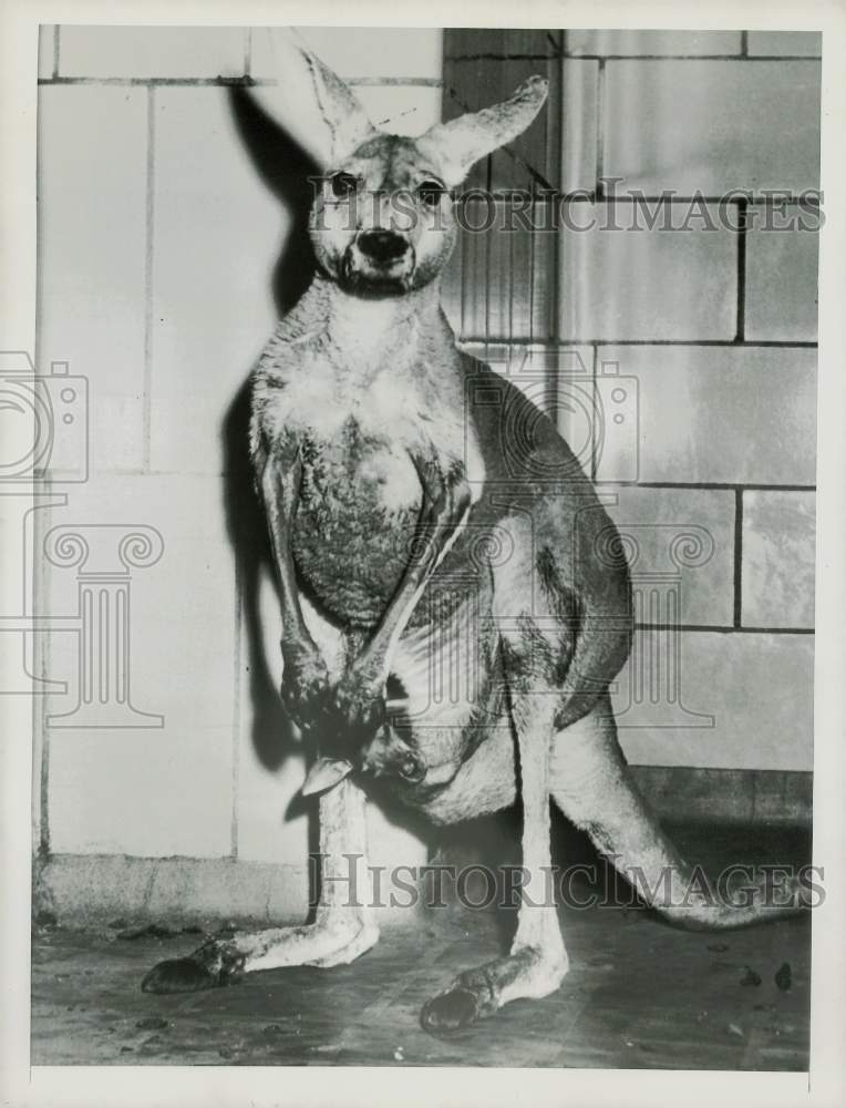 1955 Press Photo Baltimore Zoo&#39;s baby kangaroo poses for photographer.- Historic Images