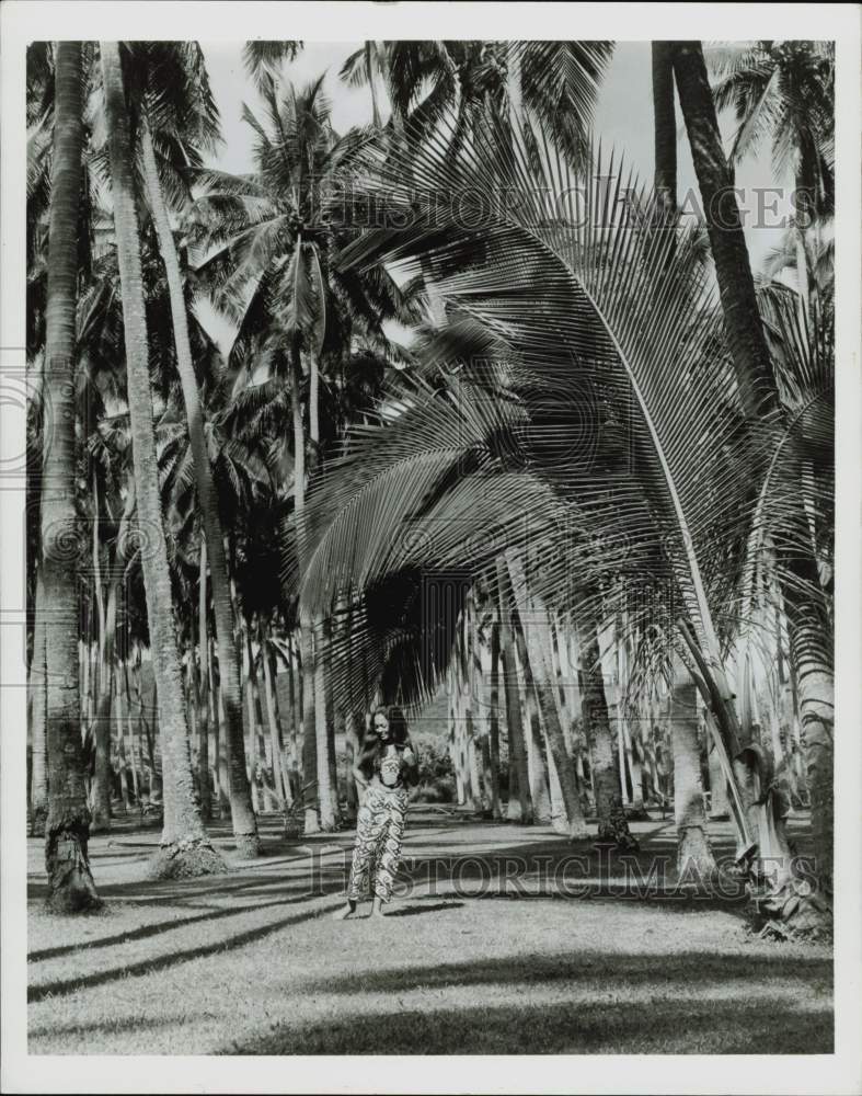 Press Photo Coconut Palm Grove located on Kauai, Hawaii. - hpx15895- Historic Images