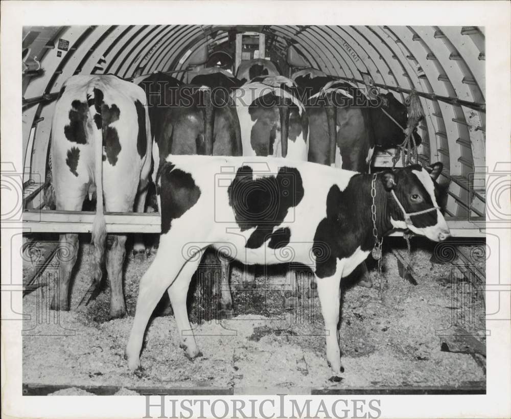 1950 Press Photo A load of cows being flown from Canada to Mexico City- Historic Images