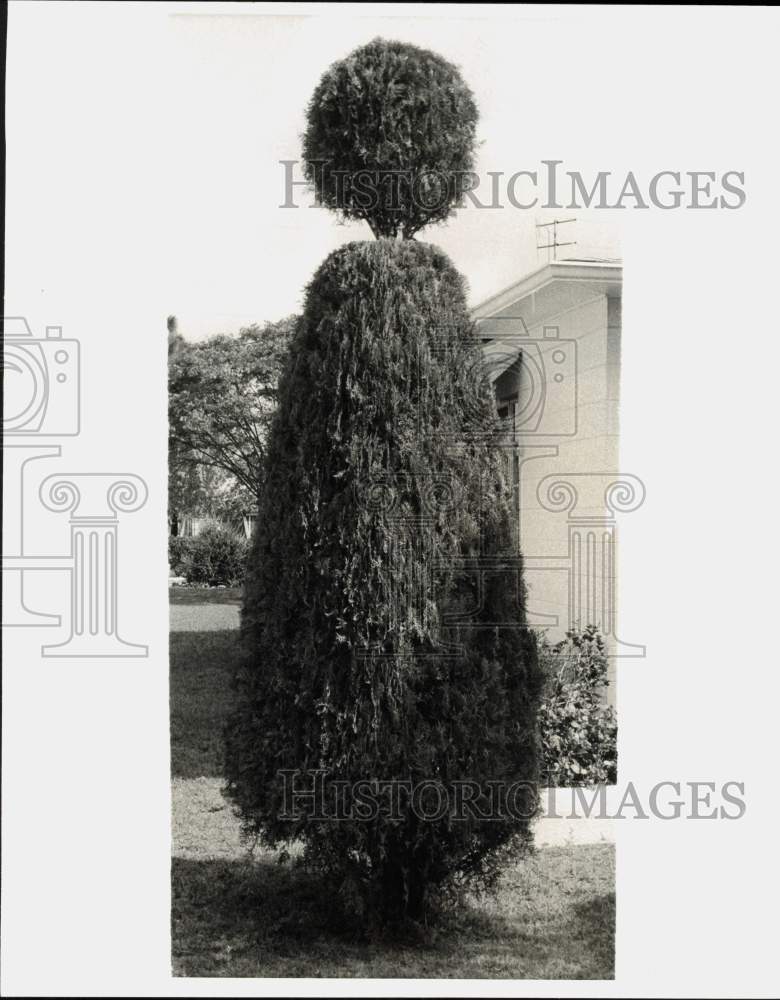 1971 Press Photo Mr. &amp; Mrs. K. Lowenstein&#39;s arbor vitae tree in Florida- Historic Images