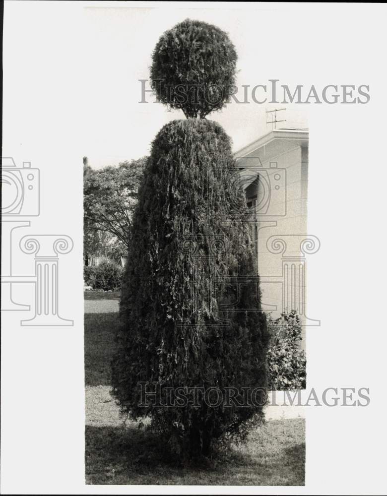 1971 Press Photo Mr. & Mrs. K. Lowenstein's arbor vitae tree in Florida- Historic Images