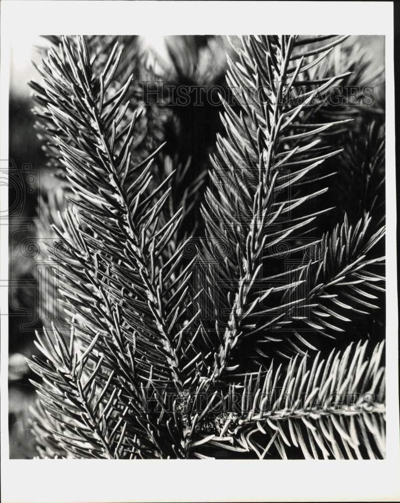 1970 Press Photo Close-up look of a pine tree showing its beautiful patterns- Historic Images