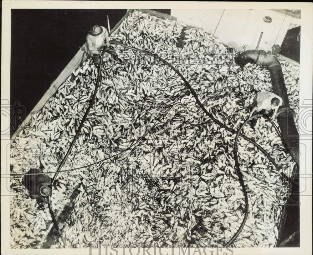 1947 Press Photo Boatload of fish unloaded by vacuum hose at Lewes, Delaware- Historic Images