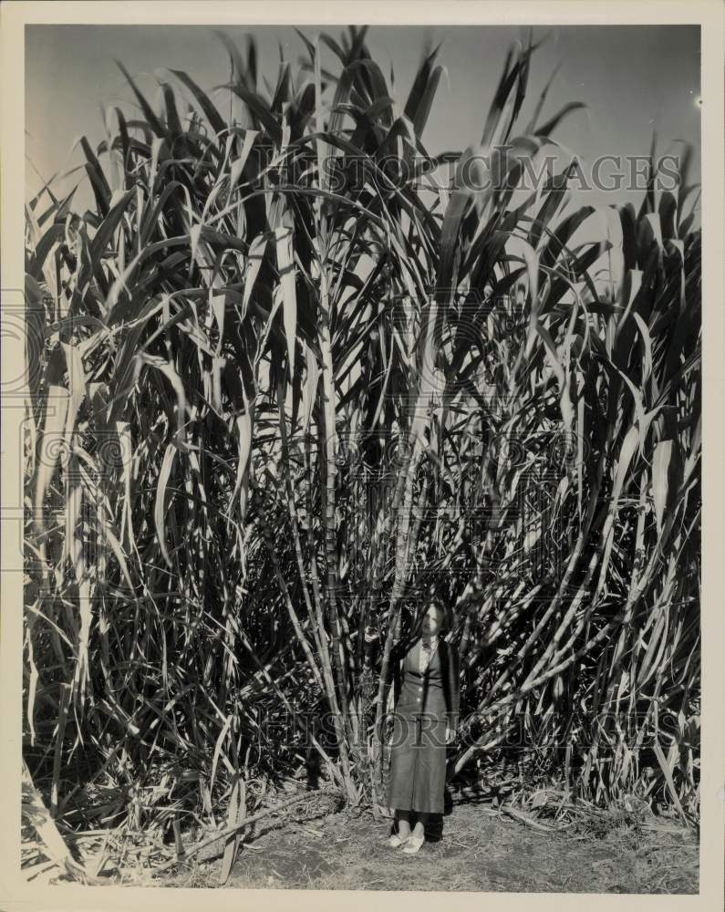 Press Photo Woman Poses with Sugarcane at Plantation in the Florida Everglades- Historic Images