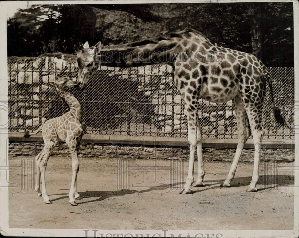 1937 Press Photo Baby giraffe George and his mother at the Bristol Zoo, Britain- Historic Images