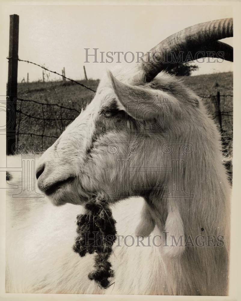 1969 Press Photo A goat from Robert Bergman&#39;s farm with burdocks flowers on him- Historic Images